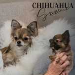 Chihuahua długo włosy piesek