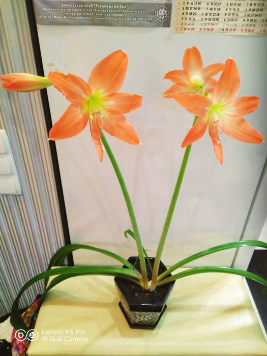 Гиппиаструм и детки.