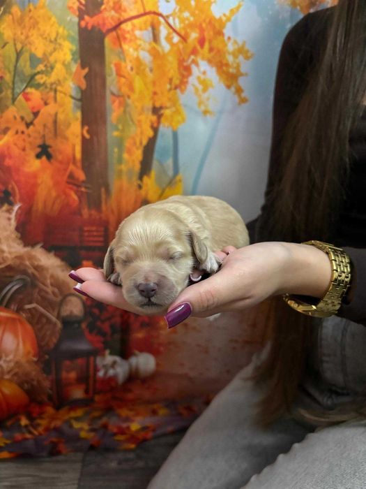 Goldendoodle F1 – śliczny chłopczyk