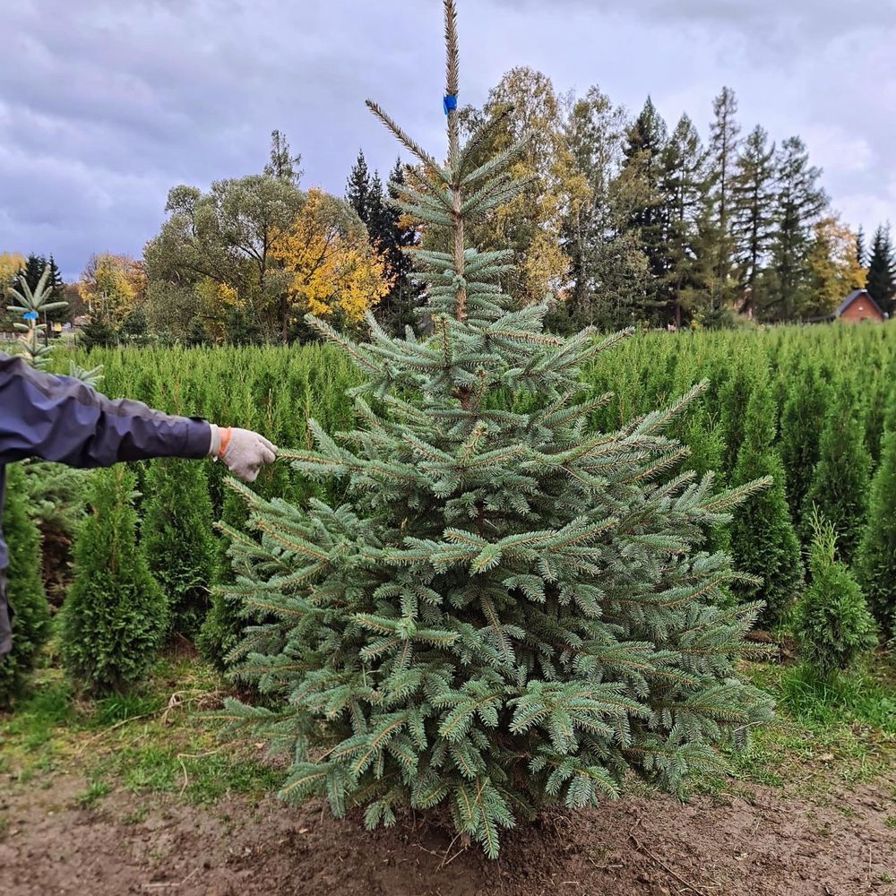 Świerk srebrny choinki TRANPOSRT SADZENIE plantacja producent