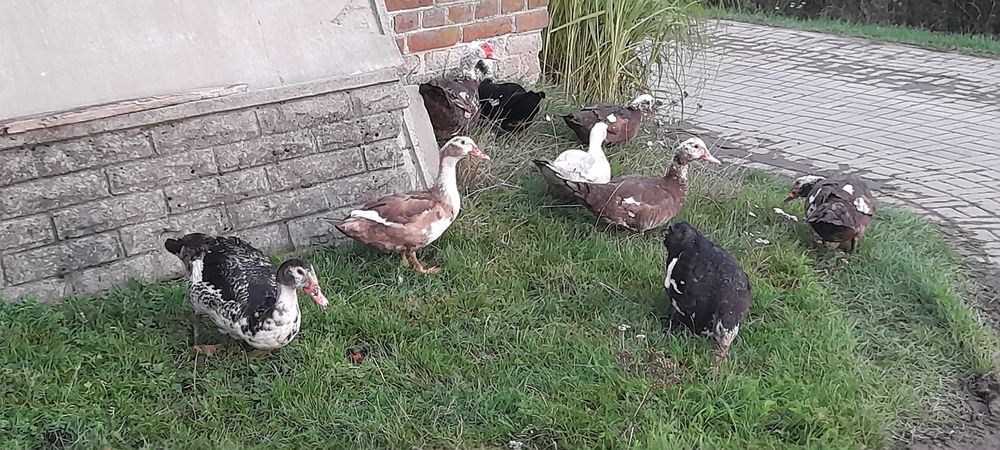 Kaczki i kaczory rasa francuska