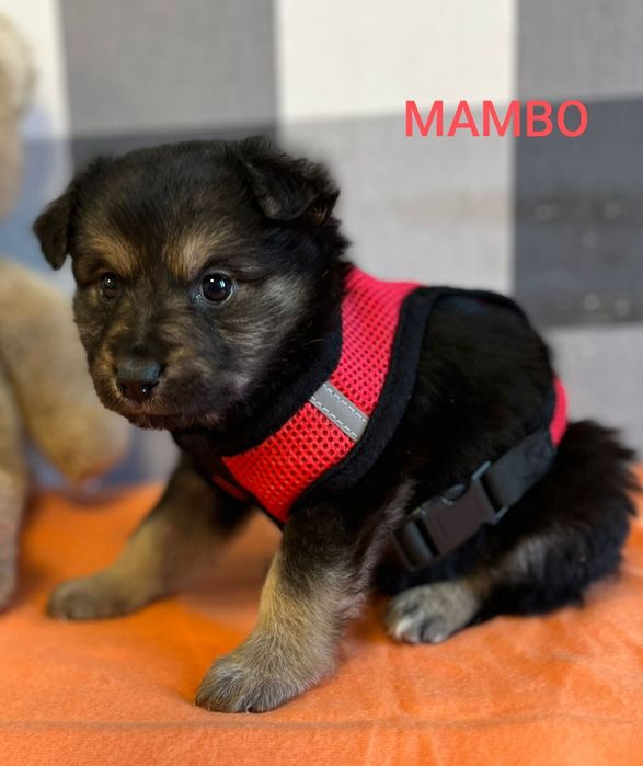 MAMBO psie dziecko szuka domu