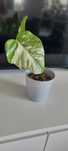 Monstera Variegata