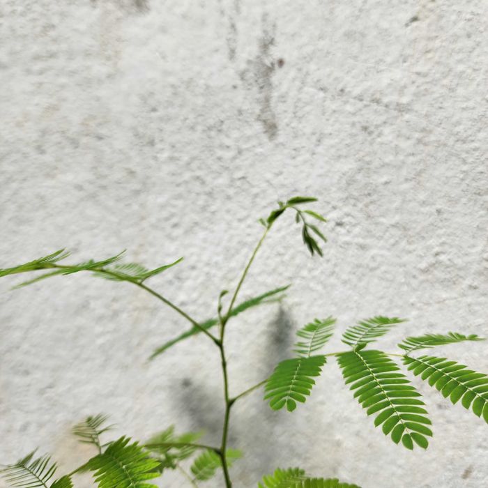 4 SZT. Albizia – Jedwabne drzewko – Rośliny egzotyczne