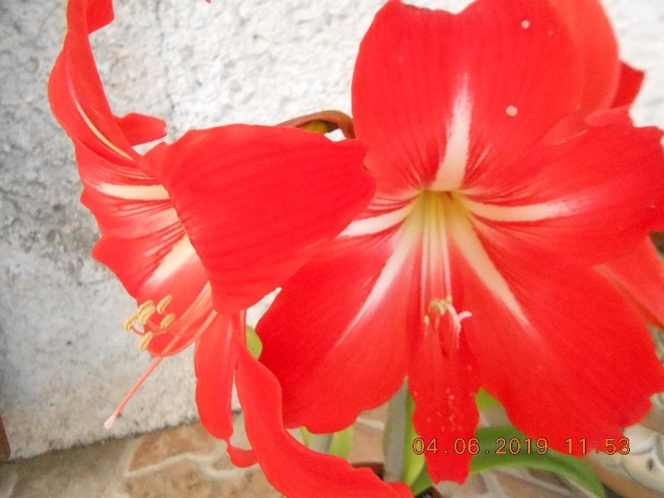 Амариліс (лат.Amaryllis)