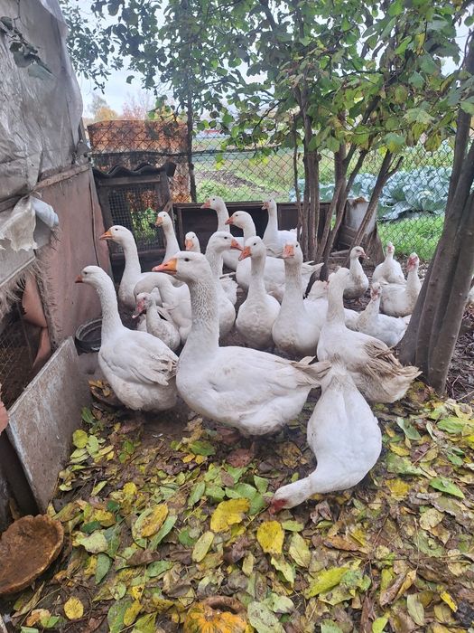 Гуси порода мамут