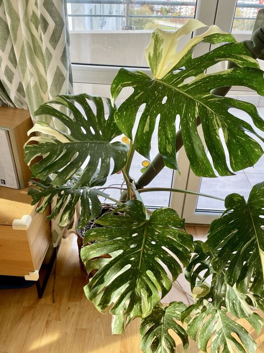 Monstera thai constellation XXL