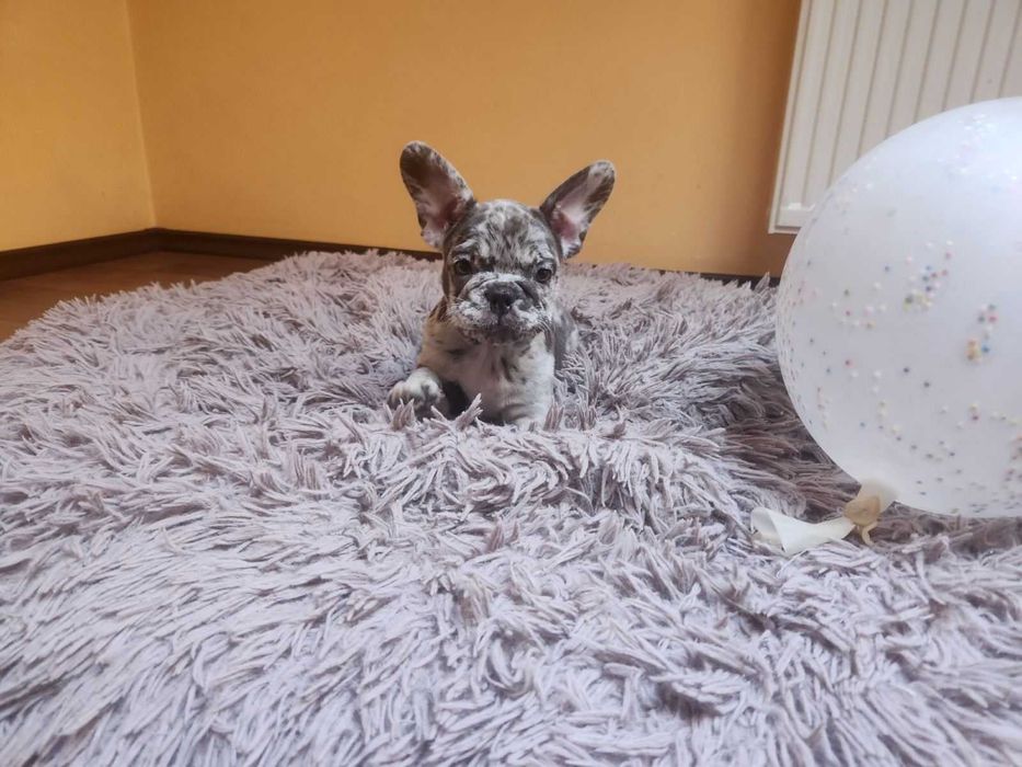 Дві розкішних дівчинки