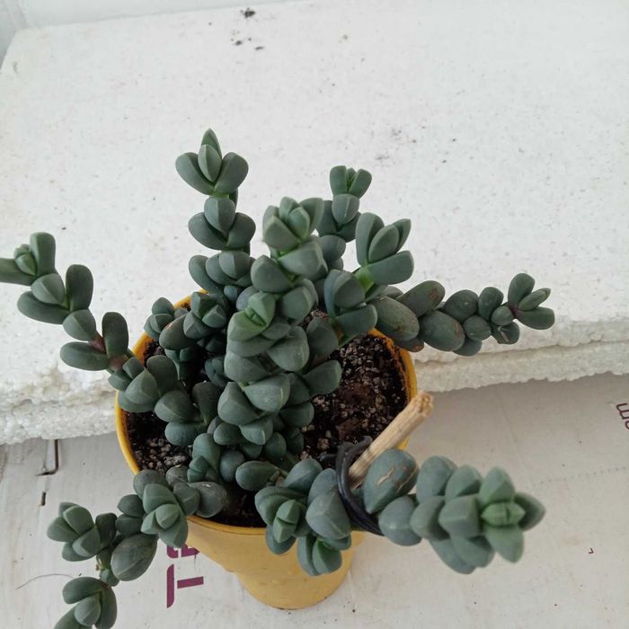 Алаказія, каланхое томентоза, драцена маргіната.