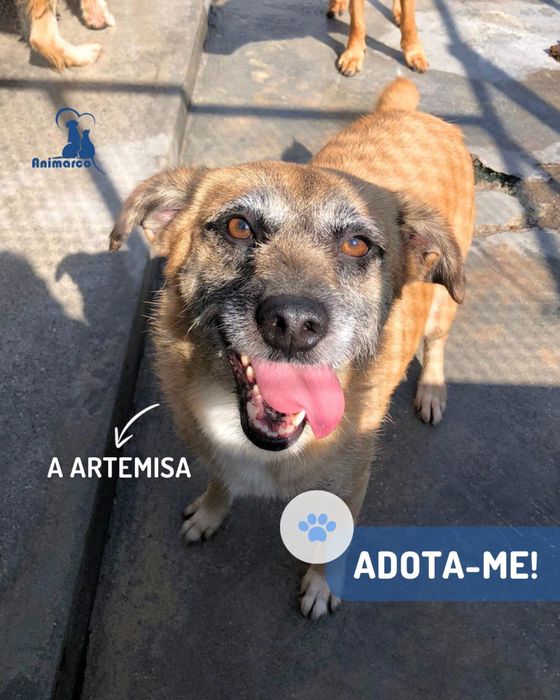 Artemisa cadela porte medio