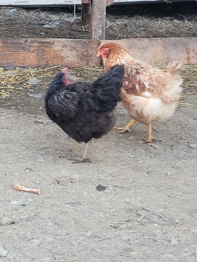 Kury młode  naturalny chów