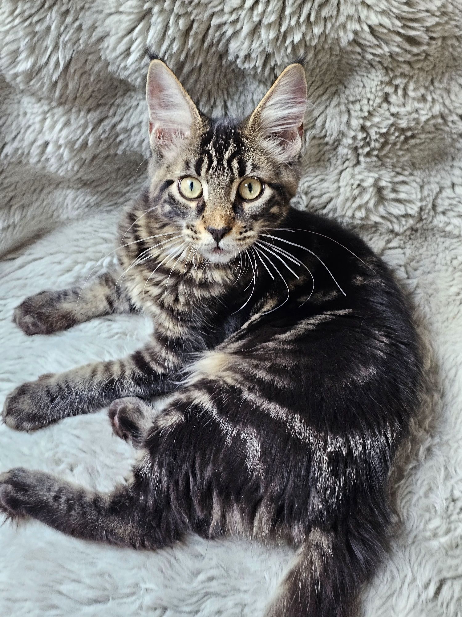 Kocurek rasy Maine Coon - rodowód FPL