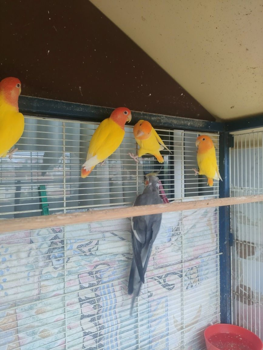 Casal Rosicolis Amarelo Laranja