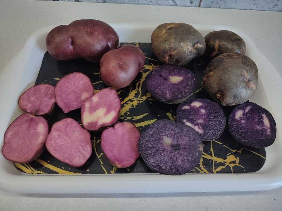 Картопля Чорний Либідь, Хортиця, посадкова, фіолетова, дієтична