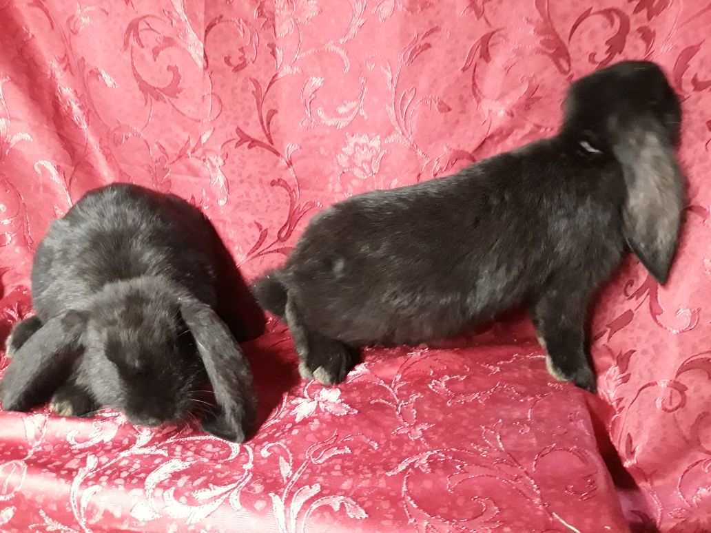 Kroliki  barany francuskie