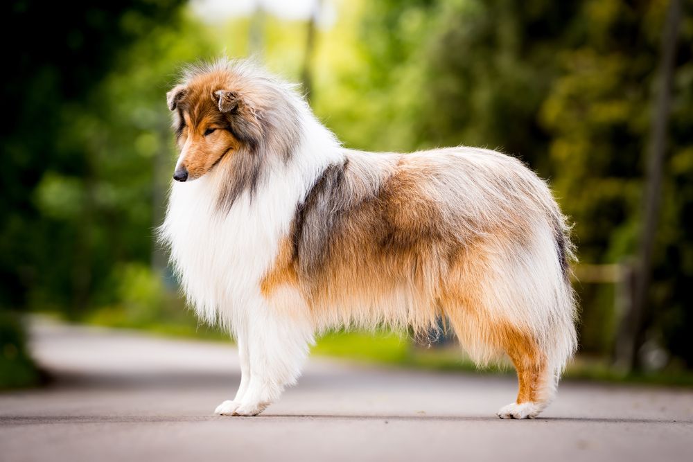 Owczarek Szkocki Długowłosy - Collie, odbiór pod koniec grudnia