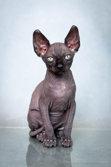 Канадский сфинкс, эльф,голубые глаза,самые крутые уши,мальчик