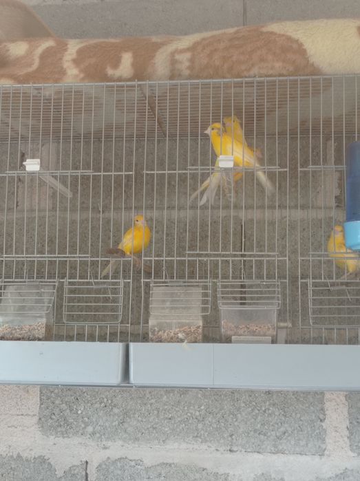 Canárias normais
