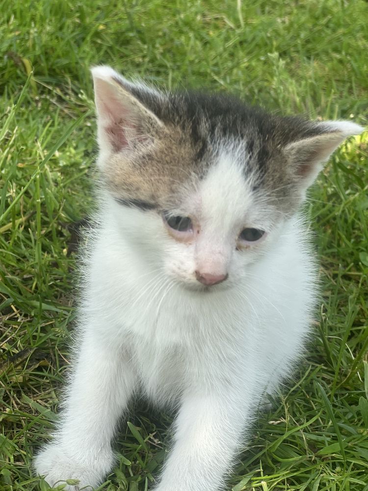 4 koty do adopcji