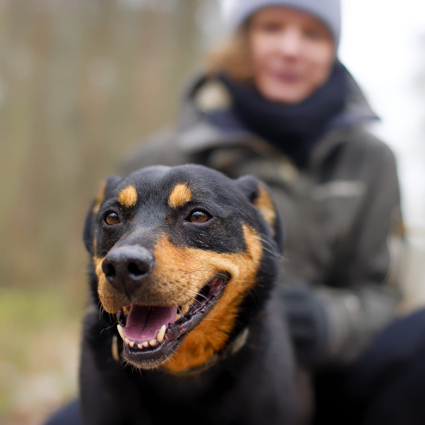 Mini rottweiler Snapi :)