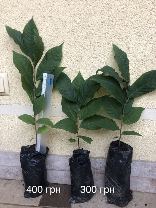 Азиміна - саджанці закрита коренева /чудові сорти Тейлор, Світ Верджин