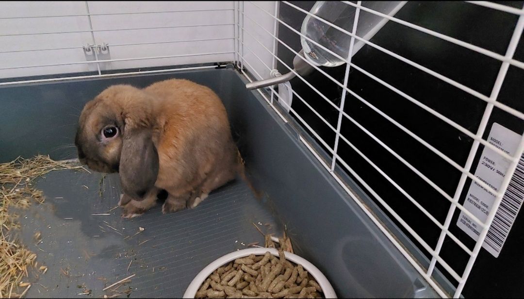 Pilnie Oddam królika, zapas karmy