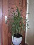 Dracena - kwiat doniczkowy