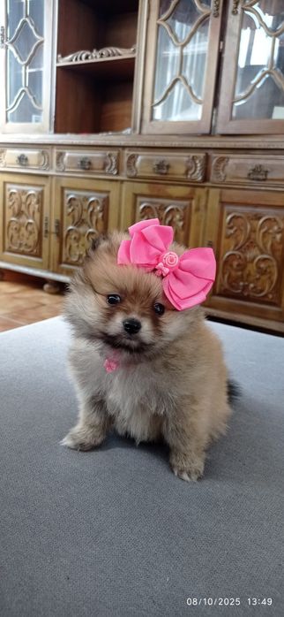 Lulu da Pomerãnia