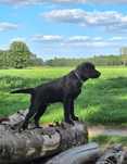 Labrador Retriever FCI Linia użytkowa
