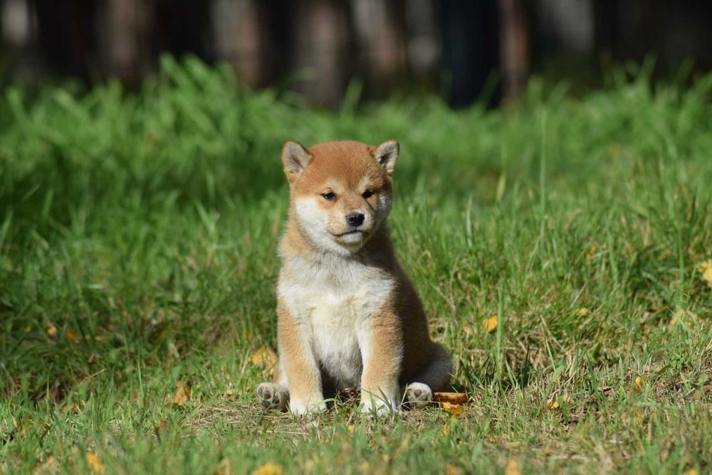 Shiba z rodowodem po Championach - ojciec z Japoni