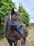 Kawecan biothane shetty/pony