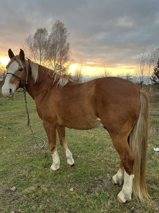 Продам коня 15 років