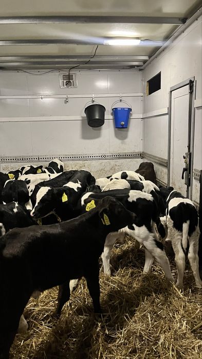 Sprzedam cielaki ciele