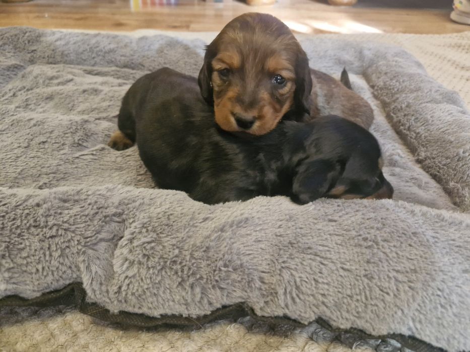 Jamnik długowłosy suczka standar