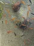sprzedam narybek mieczyka hellera (Xiphophorus hellerii)