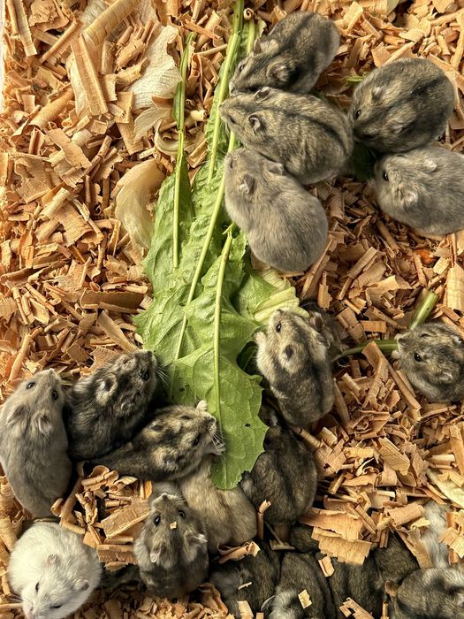 Хомʼячки королівські