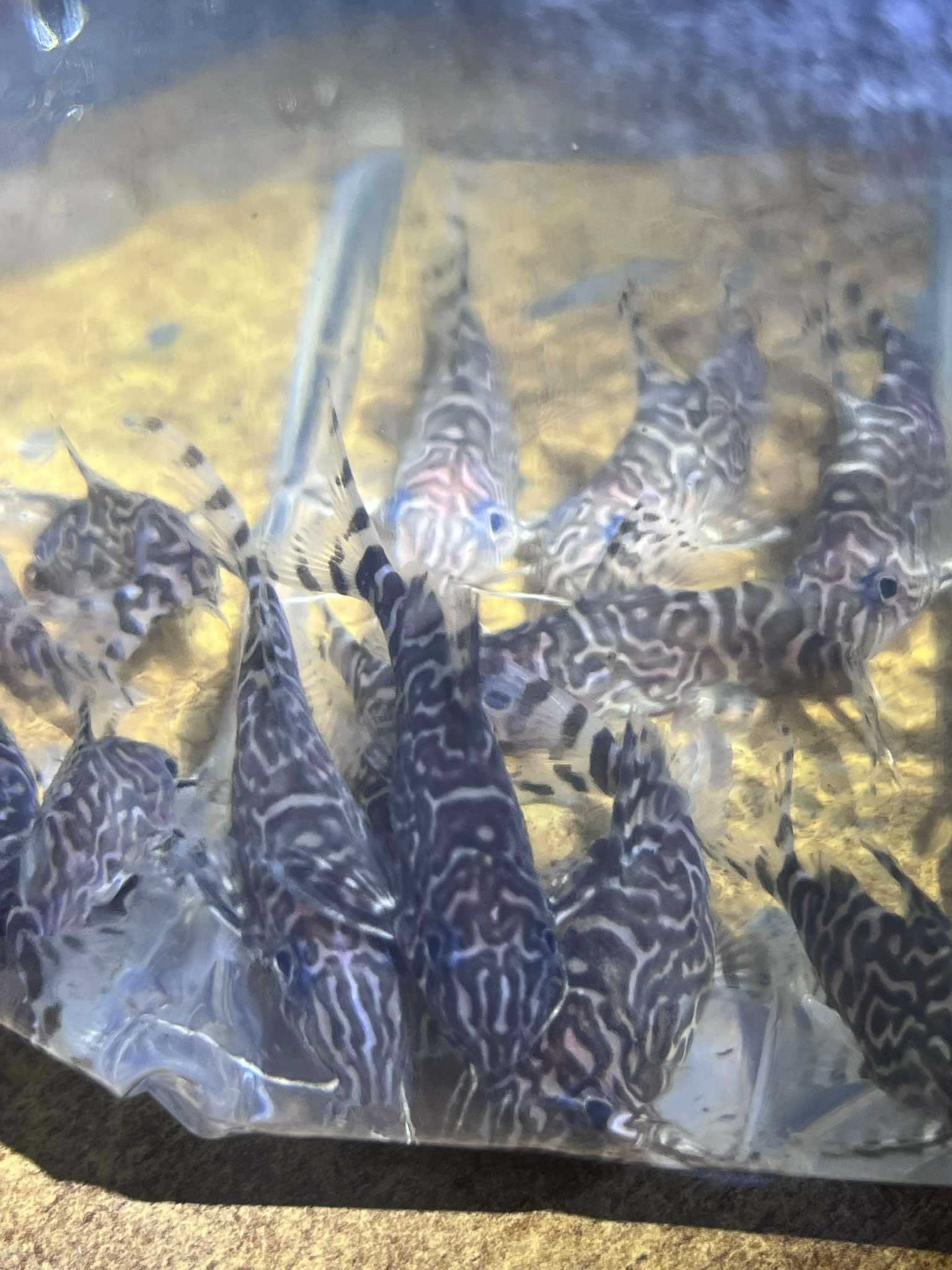 Synodontis sp. - sum akwariowy