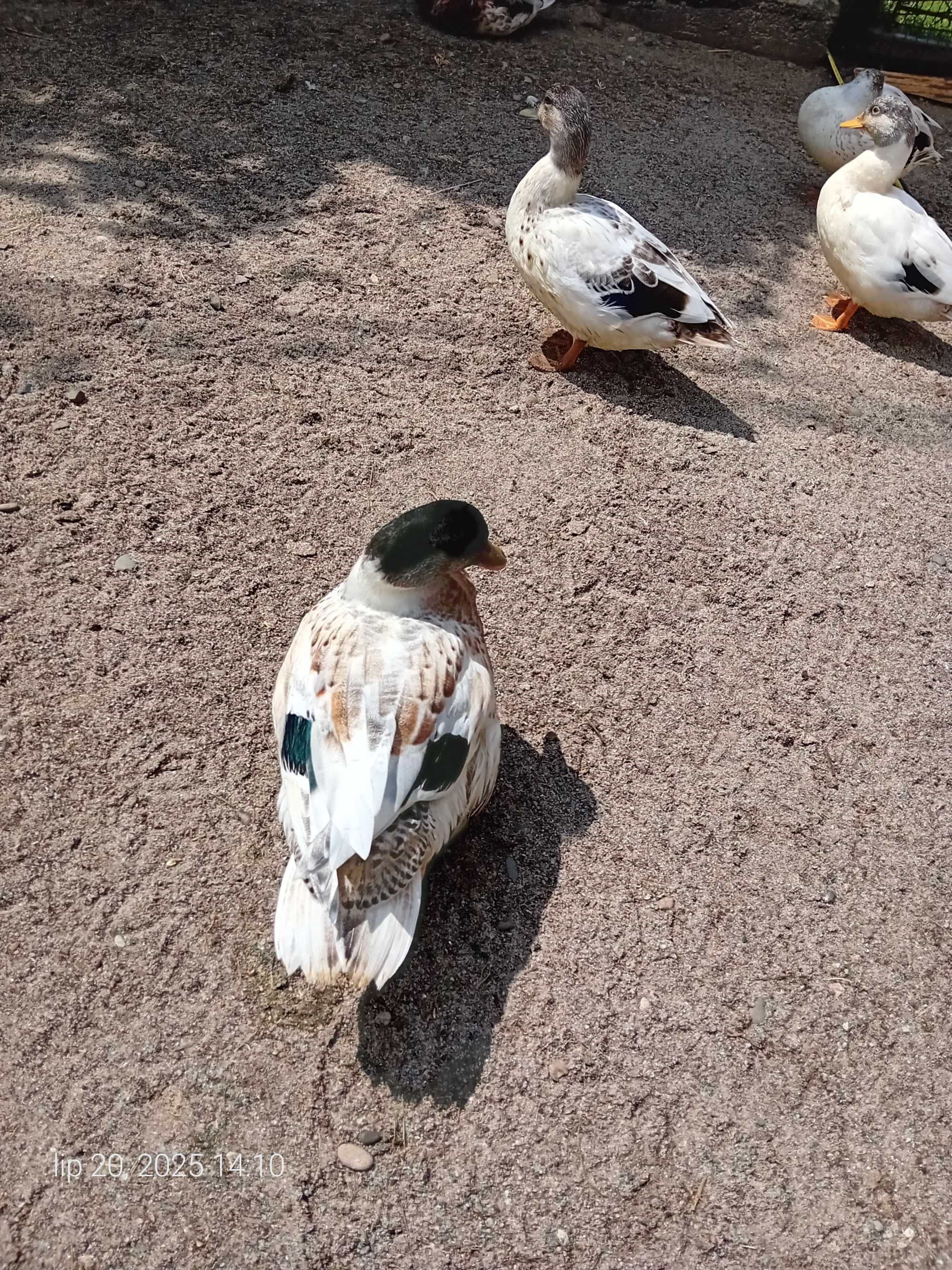 Kaczki call duck
