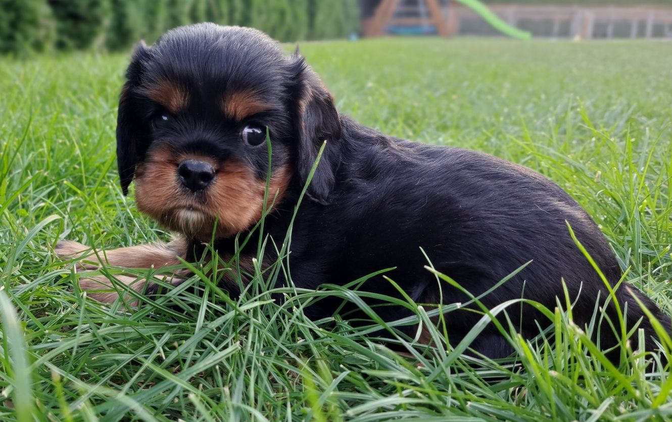 Cavalier King charles spaniel FCI/ZKwP