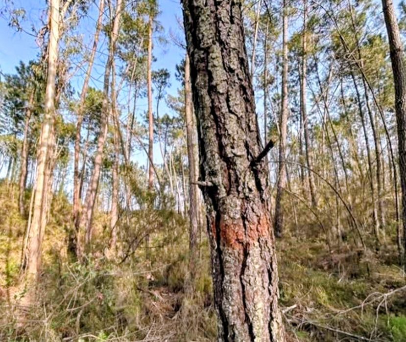 Pinhal para venda 30.000€