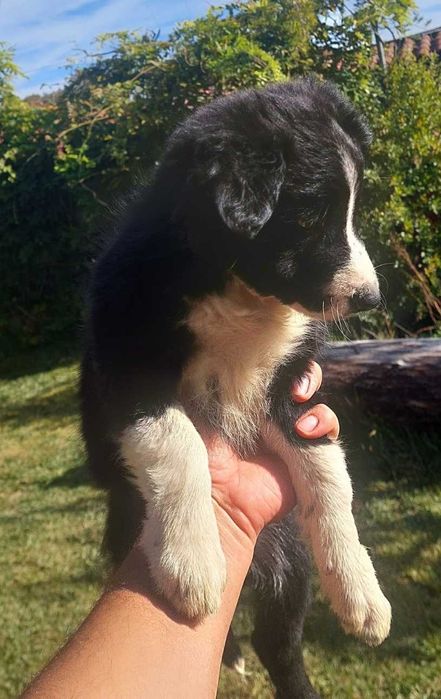 Collie preta e branca fêmea