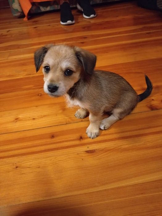 Pieski szukają domków, małe szczeniaczki