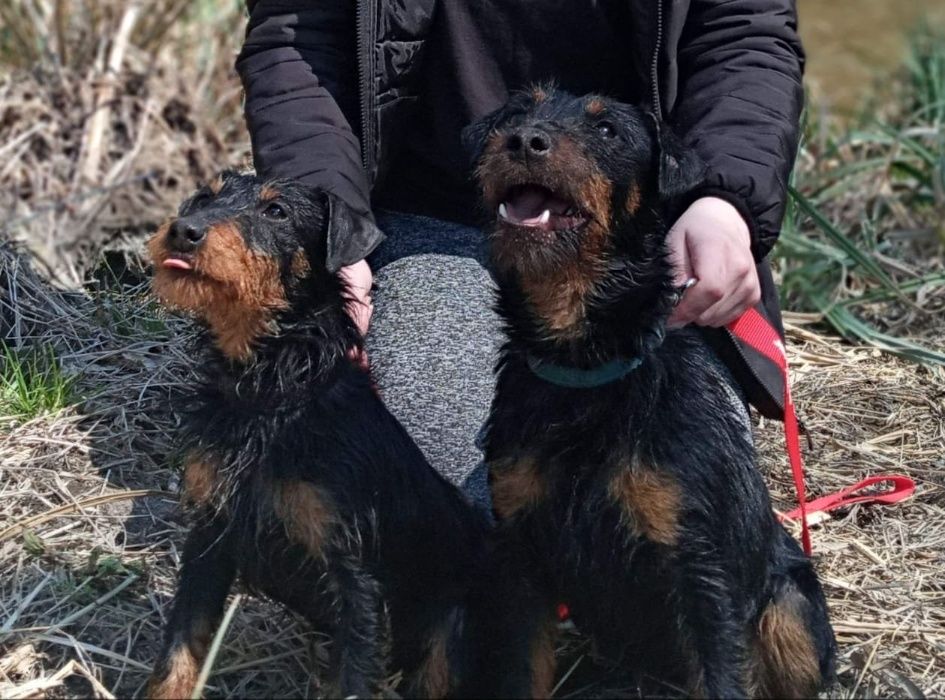 З Н И К Л И С О Б А К И! (2суки ЯГДТЕР'ЄРА) 21.02.2021р.