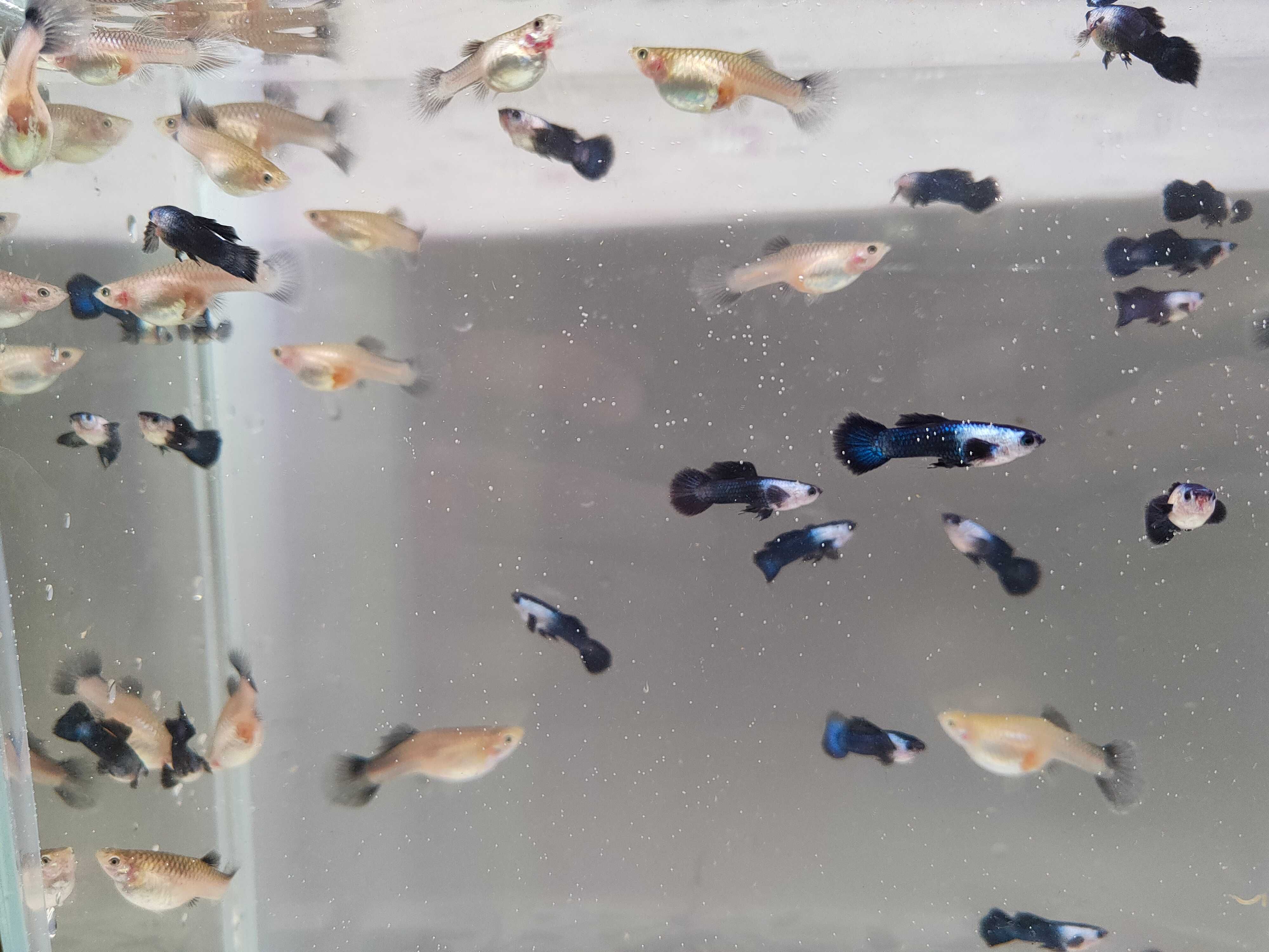 Gipik, gupiki endler panda