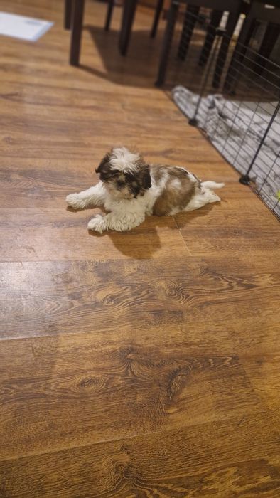 Piękna suczka gotowa na zamianę domu