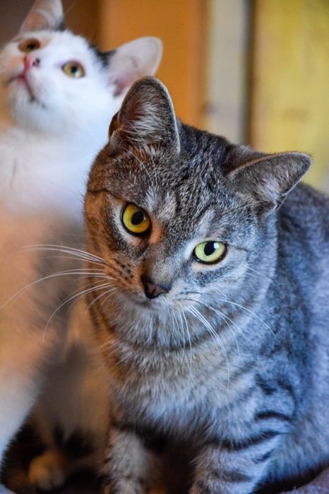 Przytulas cudowny dwu latek