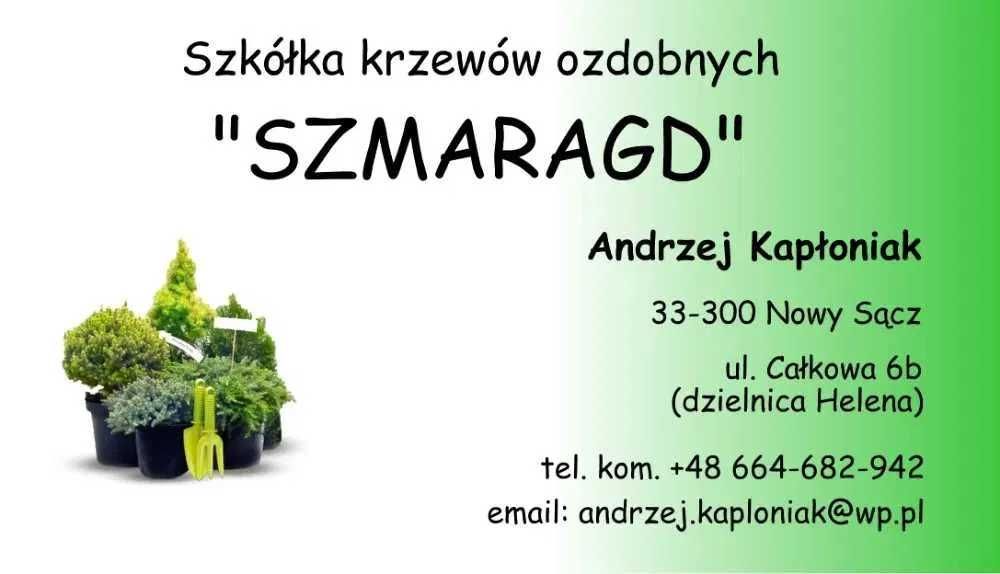 Thuja MIRJAM-piękna karłowata kulka