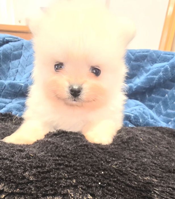 Szpic miniaturowy Pomeranian