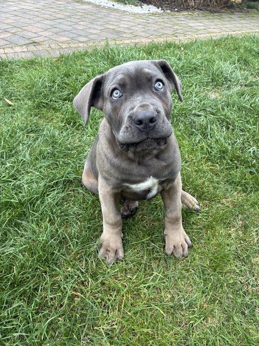 Piesek rasy Cane Corso