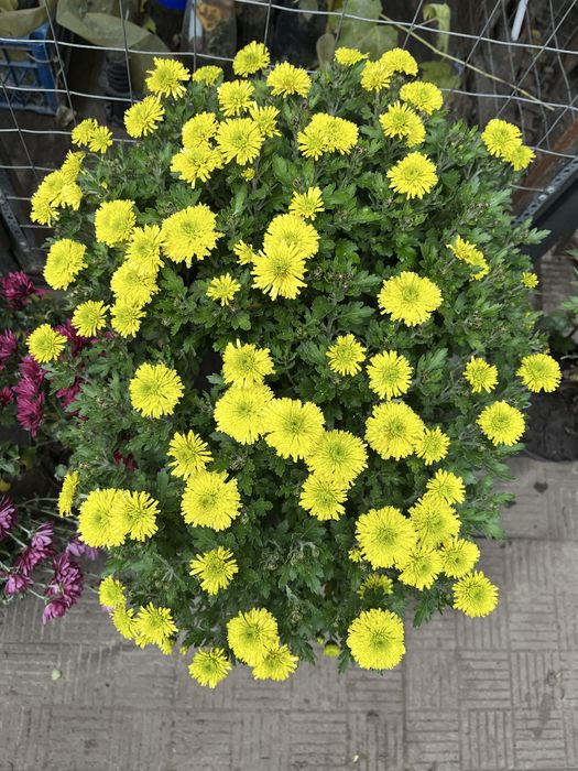 Хризантема вже з квітами шаровидна,  великий вибір,  корейська кущова